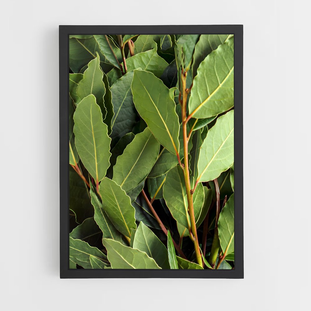 ap-bay leaves-2 cadre Noir