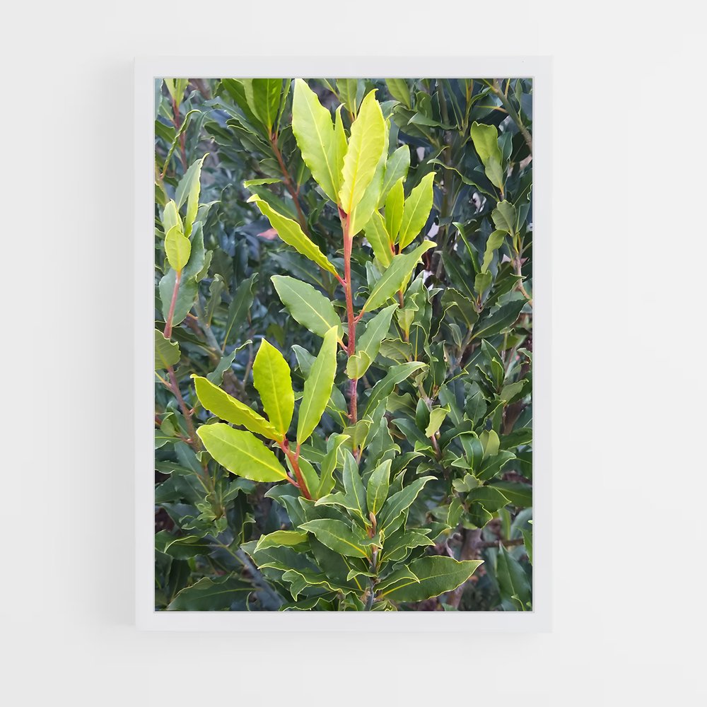 ap-bay leaves-5 cadre Blanc