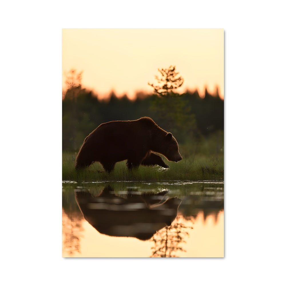 Poster Ours Aquatique