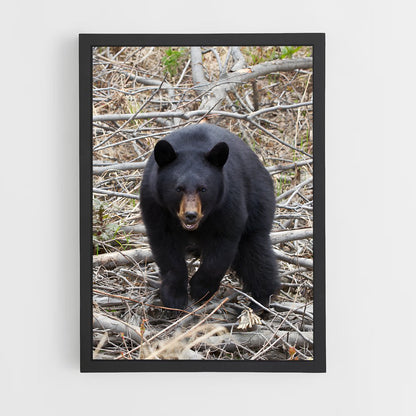 ap-bear-2 cadre Noir