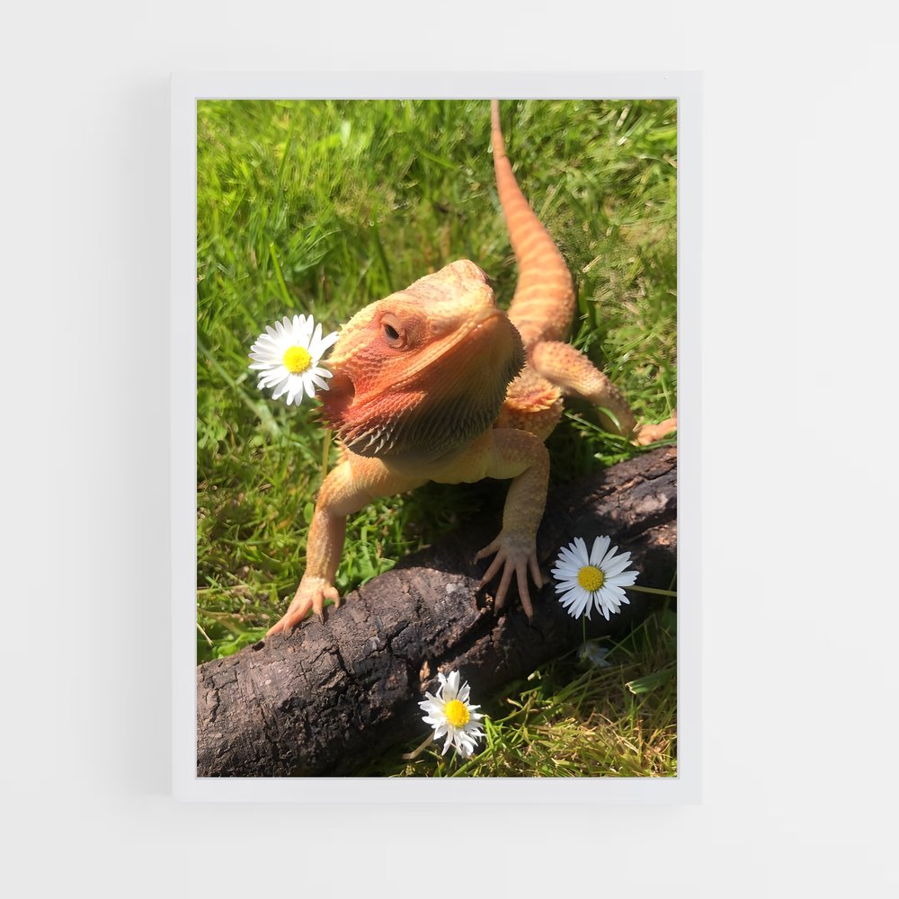 ap-bearded dragon-2 cadre Blanc