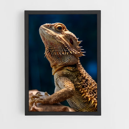 ap-bearded dragon-3 cadre Noir