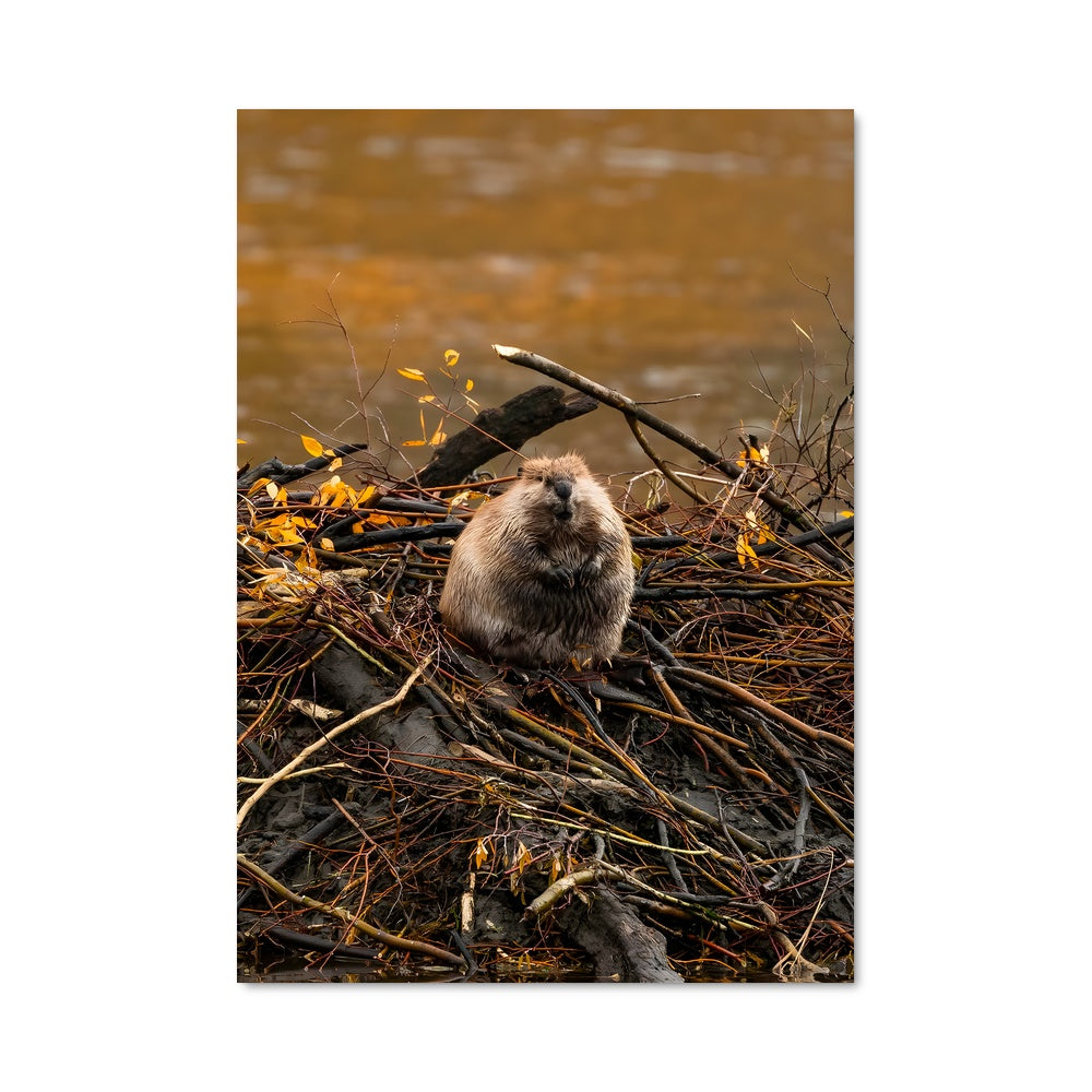 Poster Le Castor Flottant