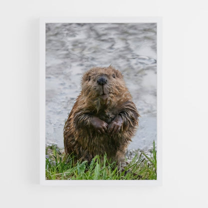ap-beaver-2 cadre Blanc