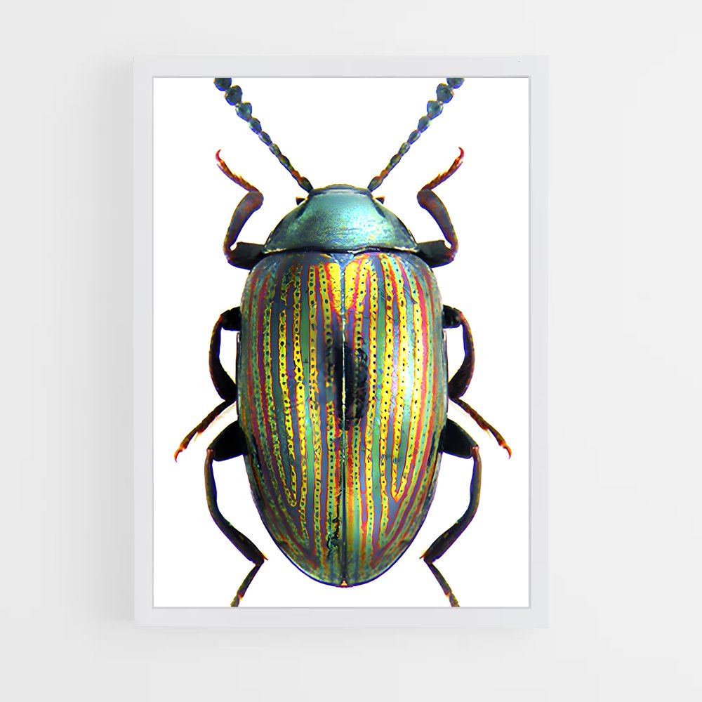ap-beetle-6 cadre Blanc
