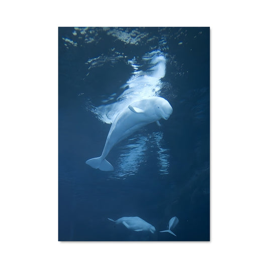 Poster Beluga whale 83129