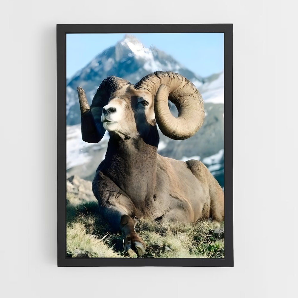 ap-bighorn sheep-1 cadre Noir
