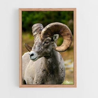 ap-bighorn sheep-3 cadre Bois clair