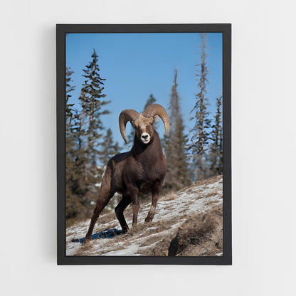 ap-bighorn sheep-4 cadre Noir