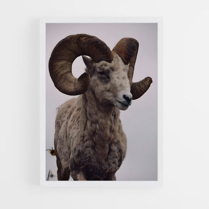 ap-bighorn sheep-7 cadre Blanc