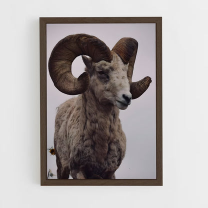 ap-bighorn sheep-7 cadre Bois foncé