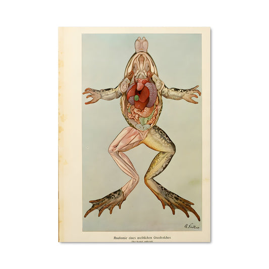 Poster La Grenouille Épanouie