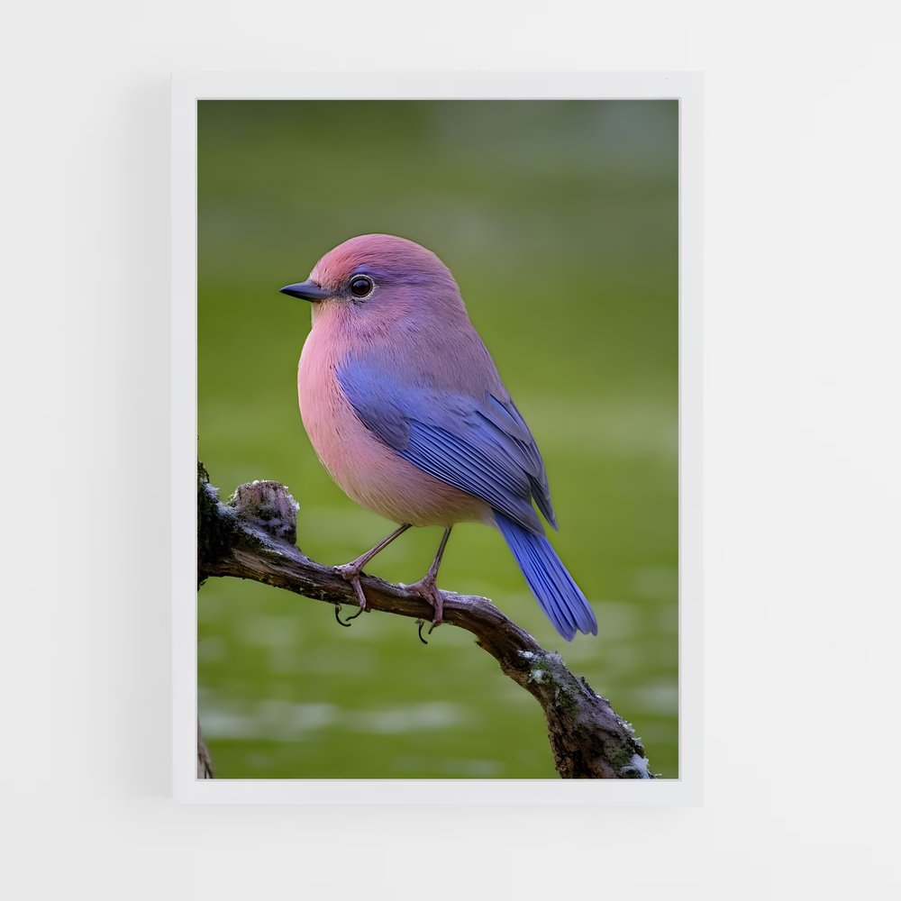 ap-bird-7 cadre Blanc