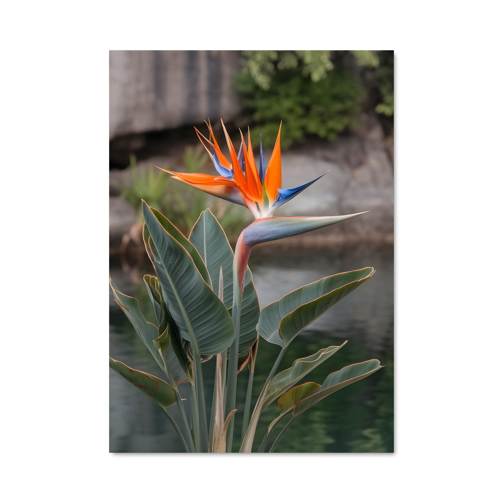 Poster Paradis Éblouissant