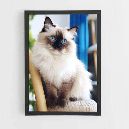 ap-birman-1 cadre Noir