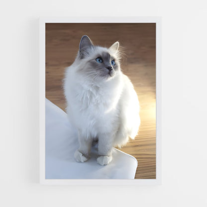 ap-birman-3 cadre Blanc