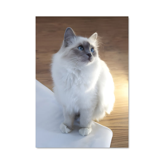 Poster Chat Birman