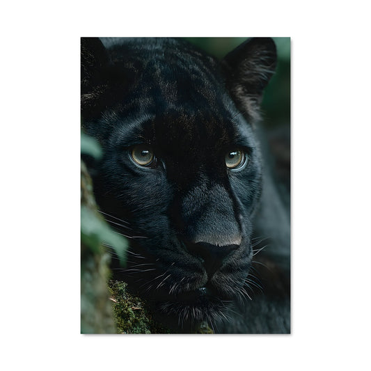 Poster Regard de Panthère