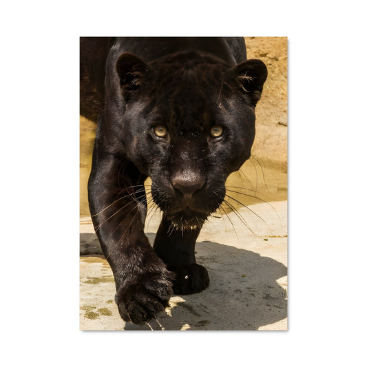 Poster Marche du Panthera