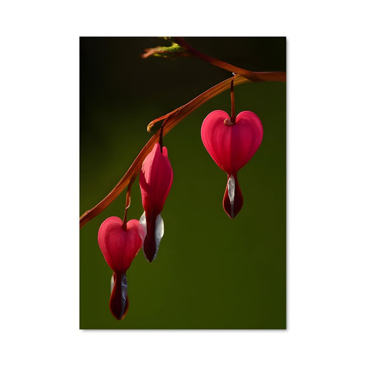 Poster Coeur Sanguin