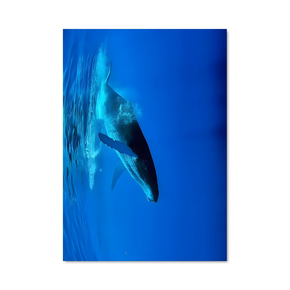 Poster La Danse des Océans