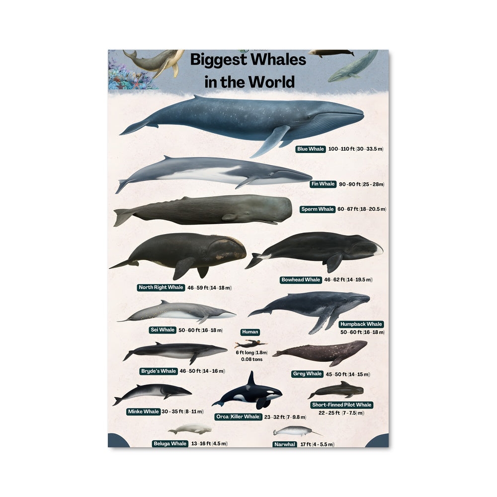 Poster Géants des Mers