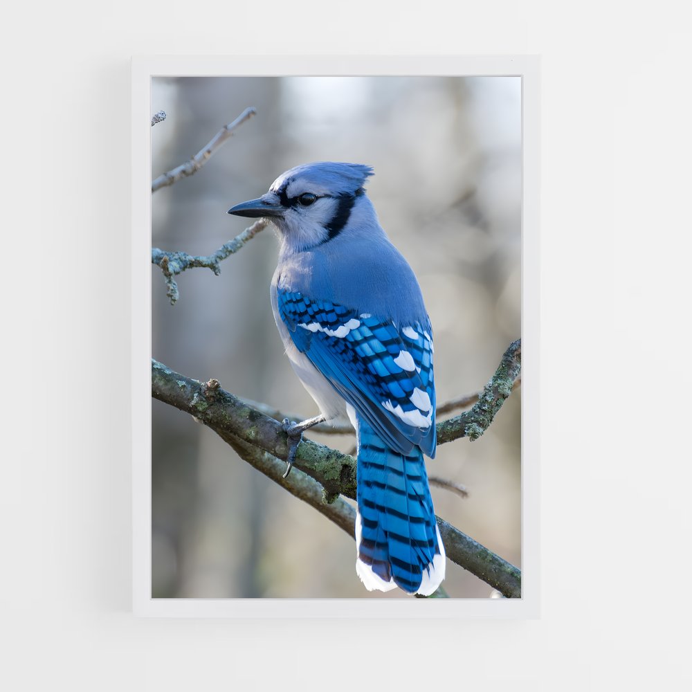 ap-blue jay-1 cadre Blanc