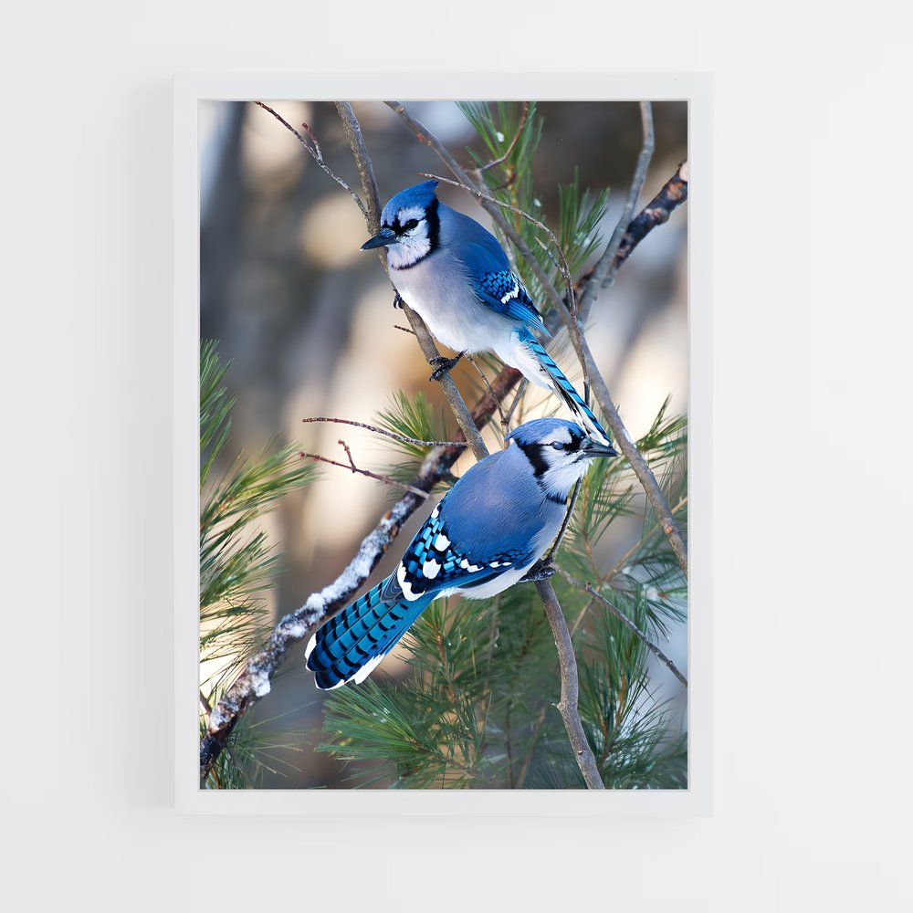 ap-blue jay-3 cadre Blanc