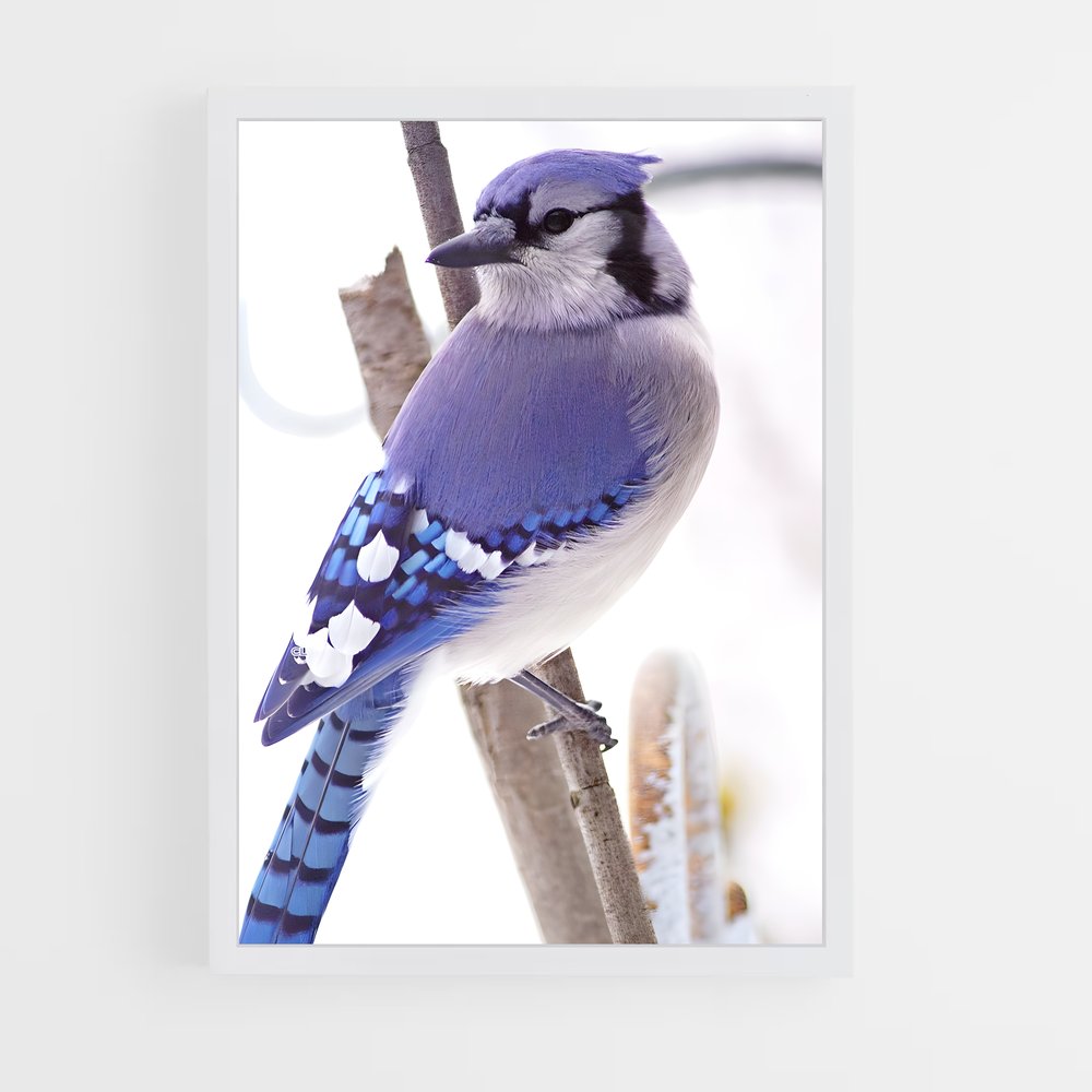 ap-blue jay-4 cadre Blanc