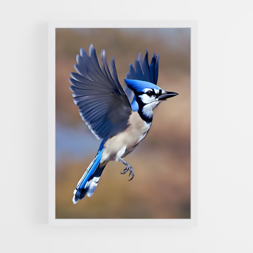 ap-blue jay-5 cadre Blanc
