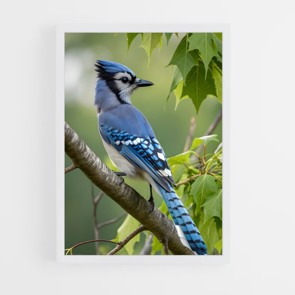 ap-blue jay-6 cadre Blanc
