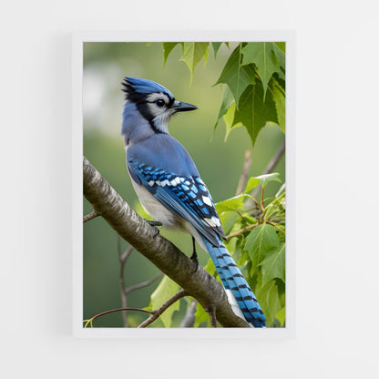 ap-blue jay-6 cadre Blanc