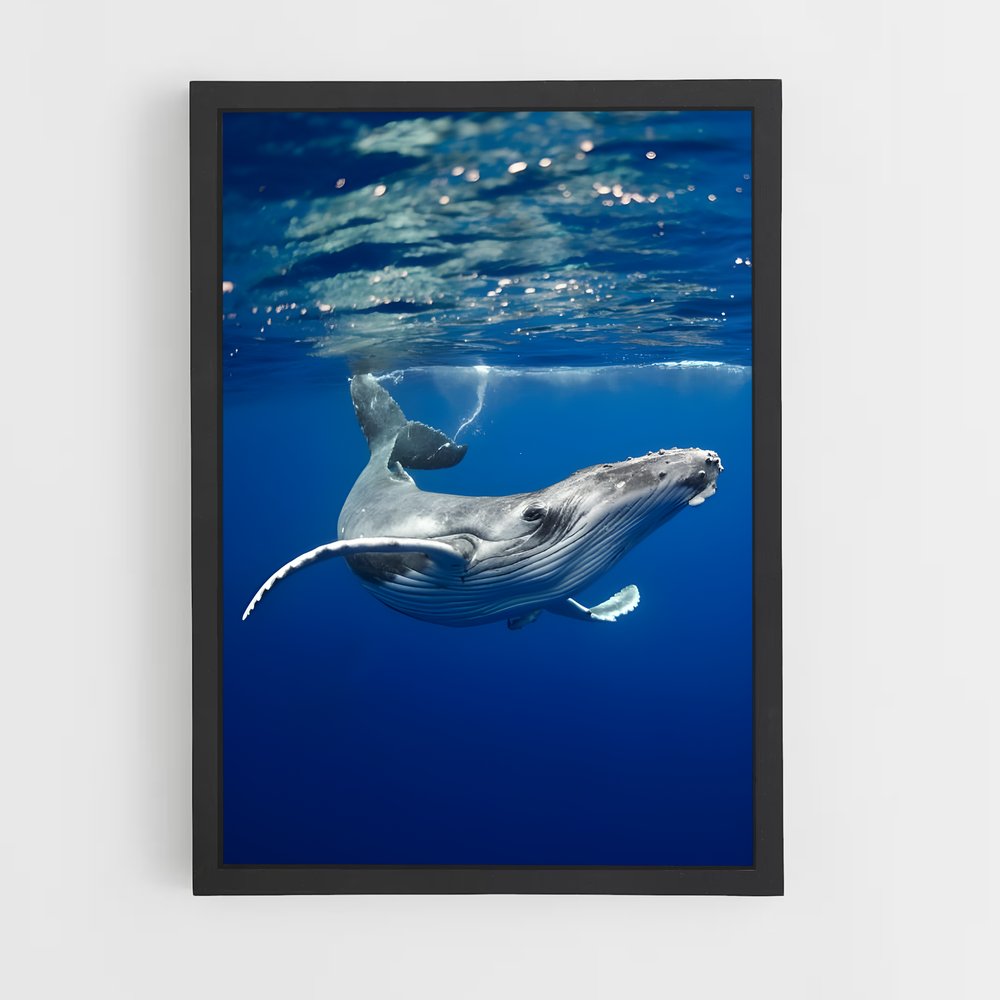 ap-blue whale-4 cadre Noir