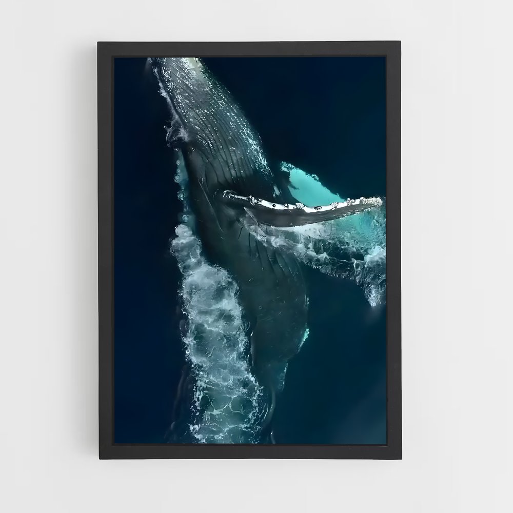 ap-blue whale-5 cadre Noir