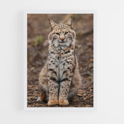 ap-bobcat-1 cadre Blanc