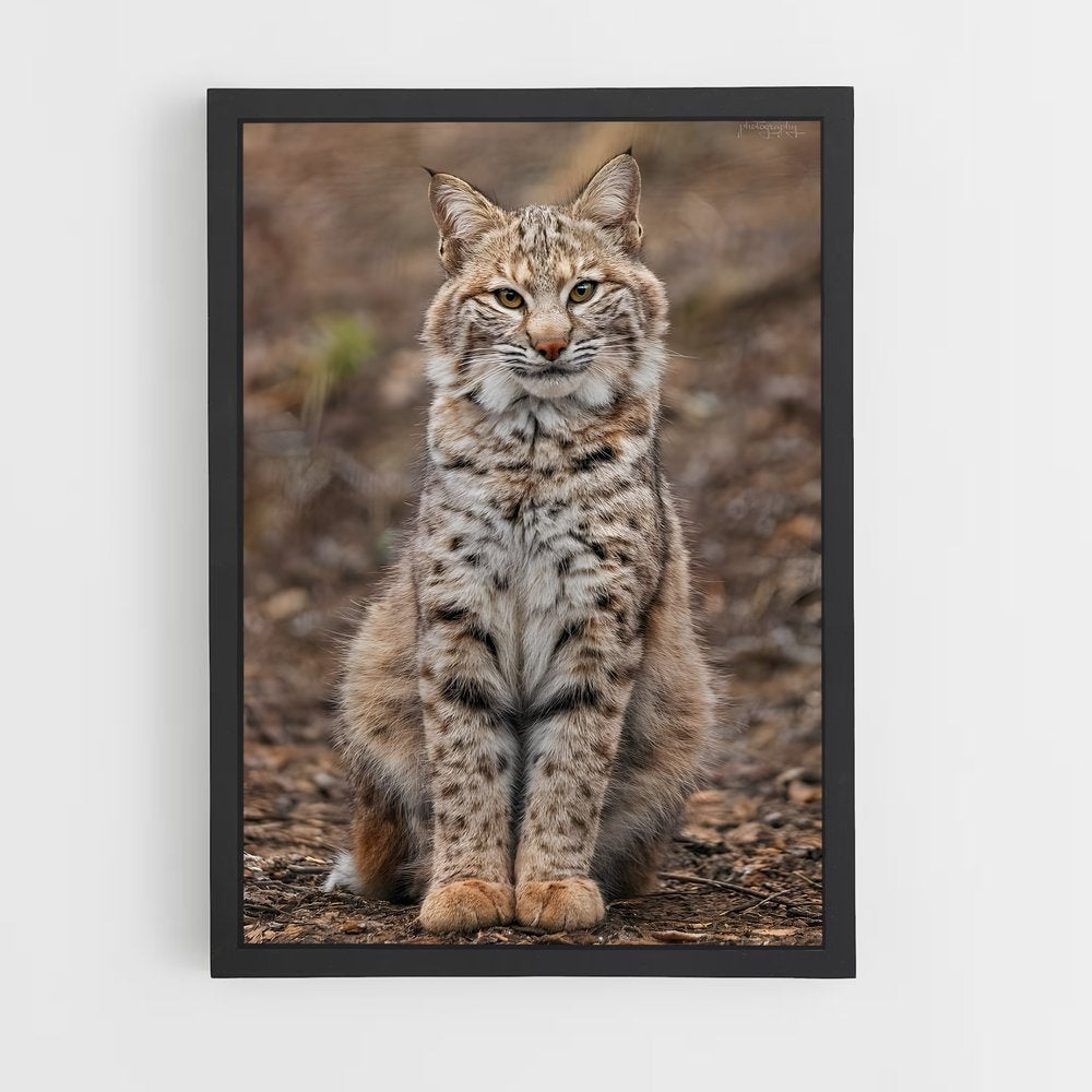 ap-bobcat-1 cadre Noir