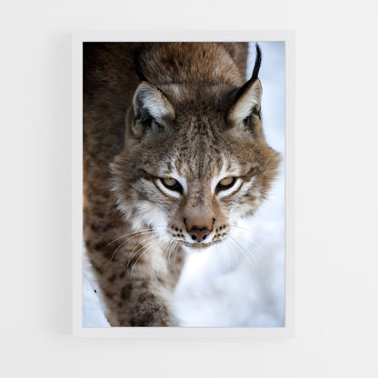 ap-bobcat-3 cadre Blanc