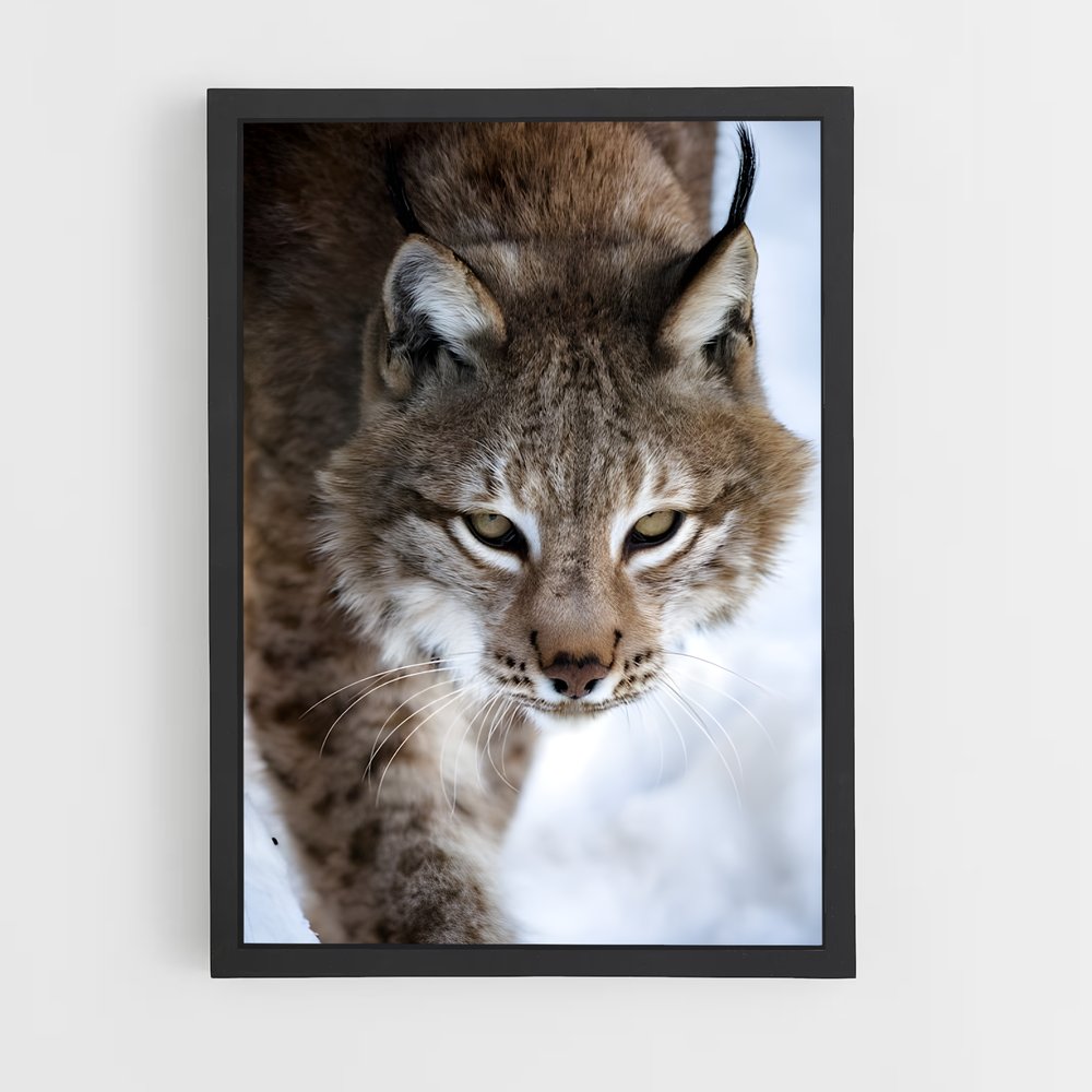 ap-bobcat-3 cadre Noir