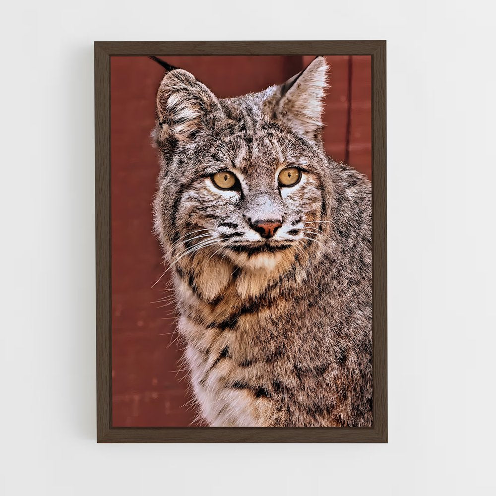 ap-bobcat-6 cadre Bois foncé