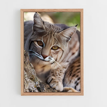 ap-bobcat-7 cadre Bois clair