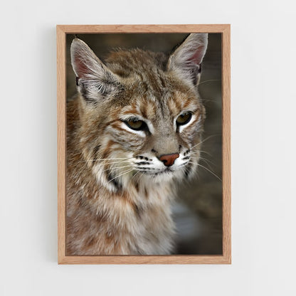 ap-bobcat-8 cadre Bois clair