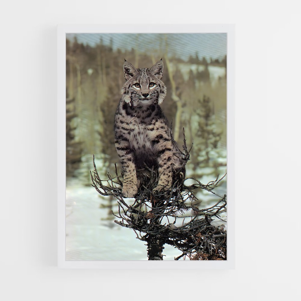 ap-bobcat-9 cadre Blanc