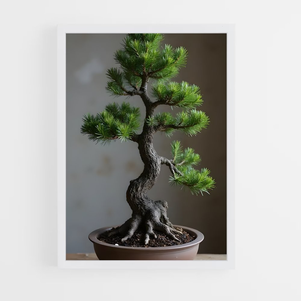 ap-bonsai-1 cadre Blanc