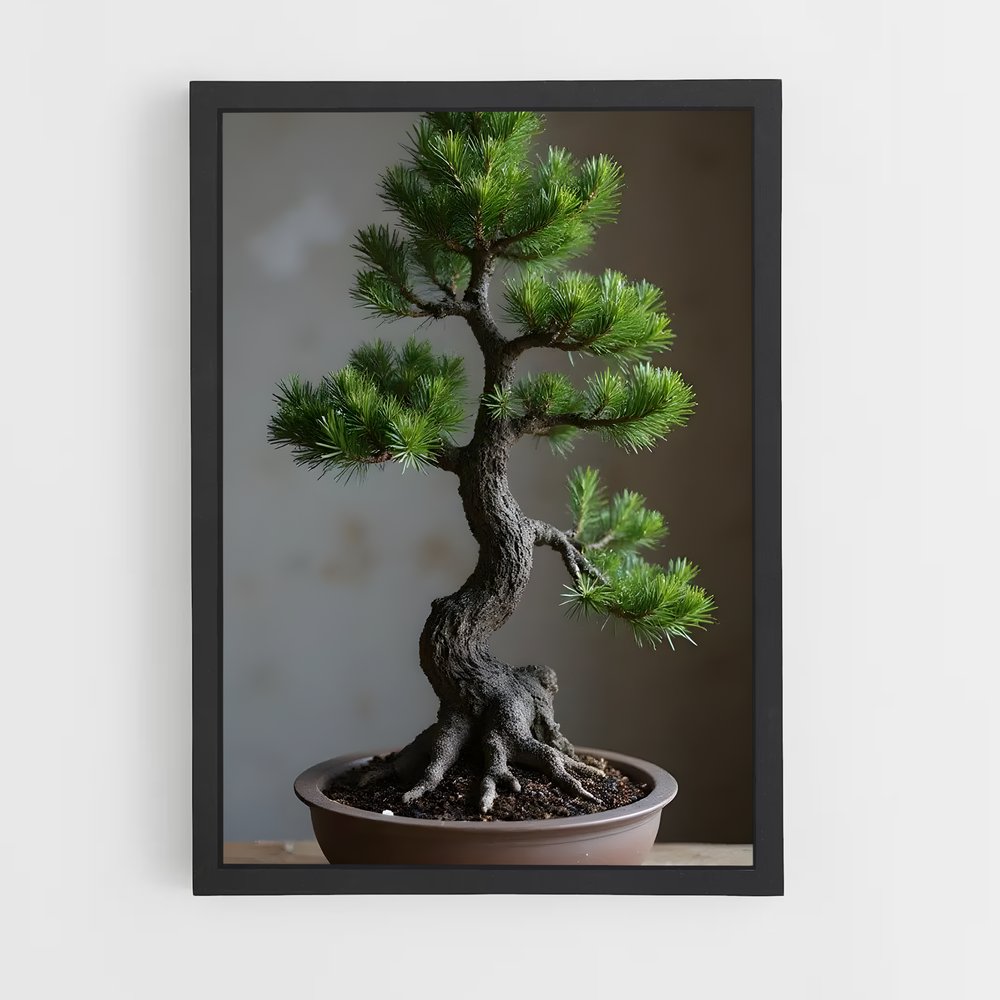 ap-bonsai-1 cadre Noir