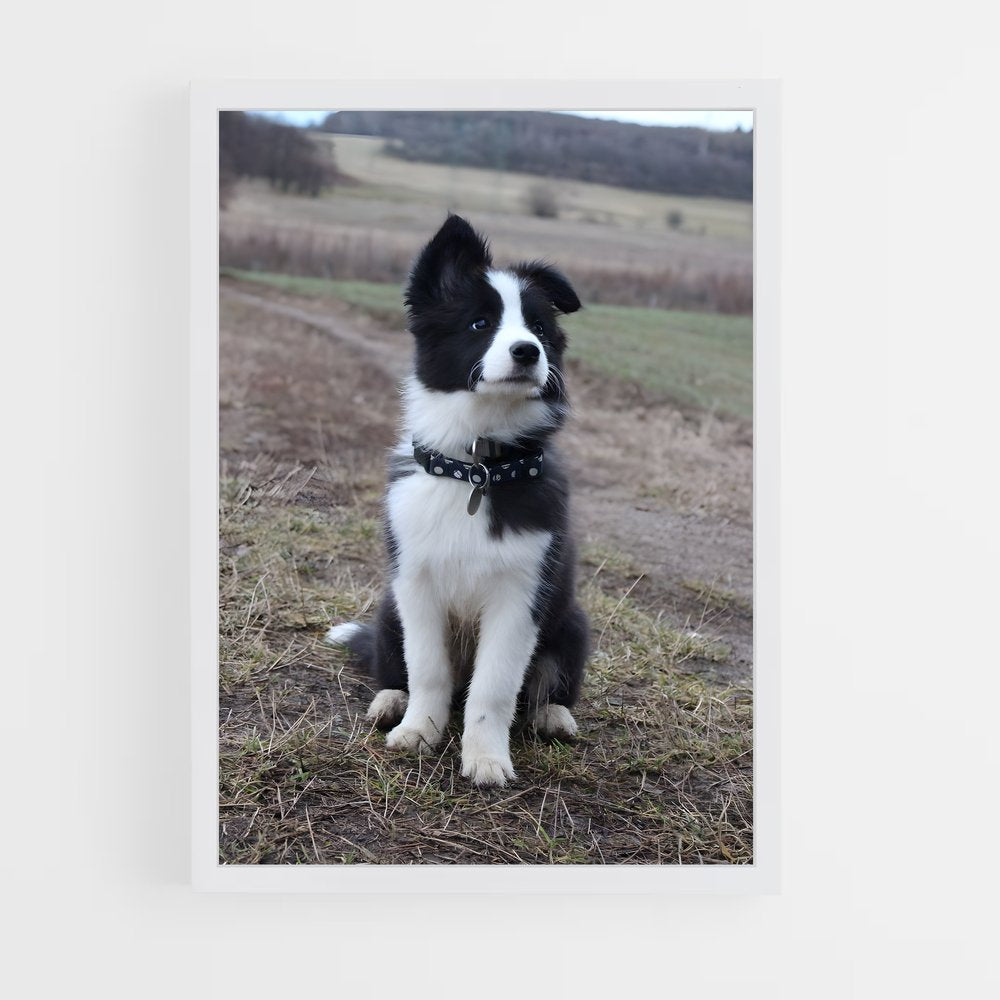 ap-border collie-1 cadre Blanc
