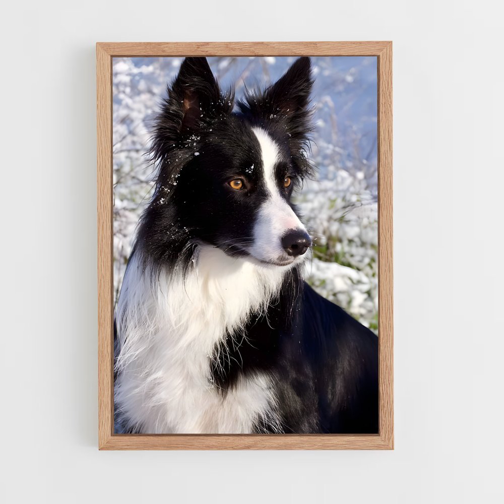 ap-border collie-2 cadre Bois clair