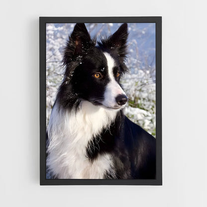 ap-border collie-2 cadre Noir