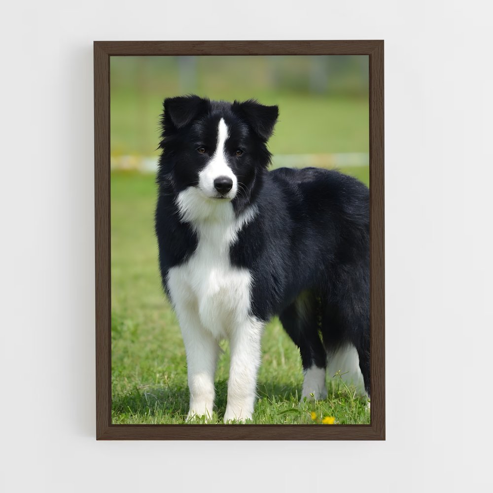 ap-border collie-3 cadre Bois foncé