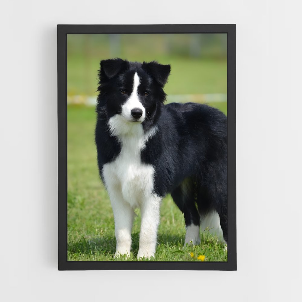 ap-border collie-3 cadre Noir