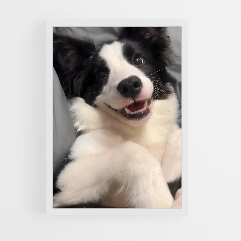 ap-border collie-6 cadre Blanc